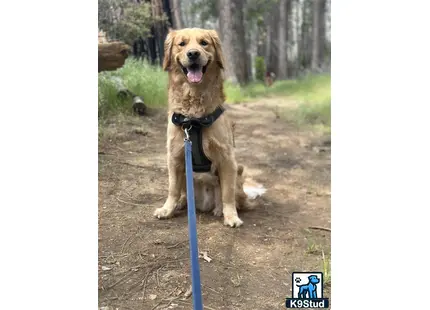 a golden retriever dog sitting on a dirt path with a leash